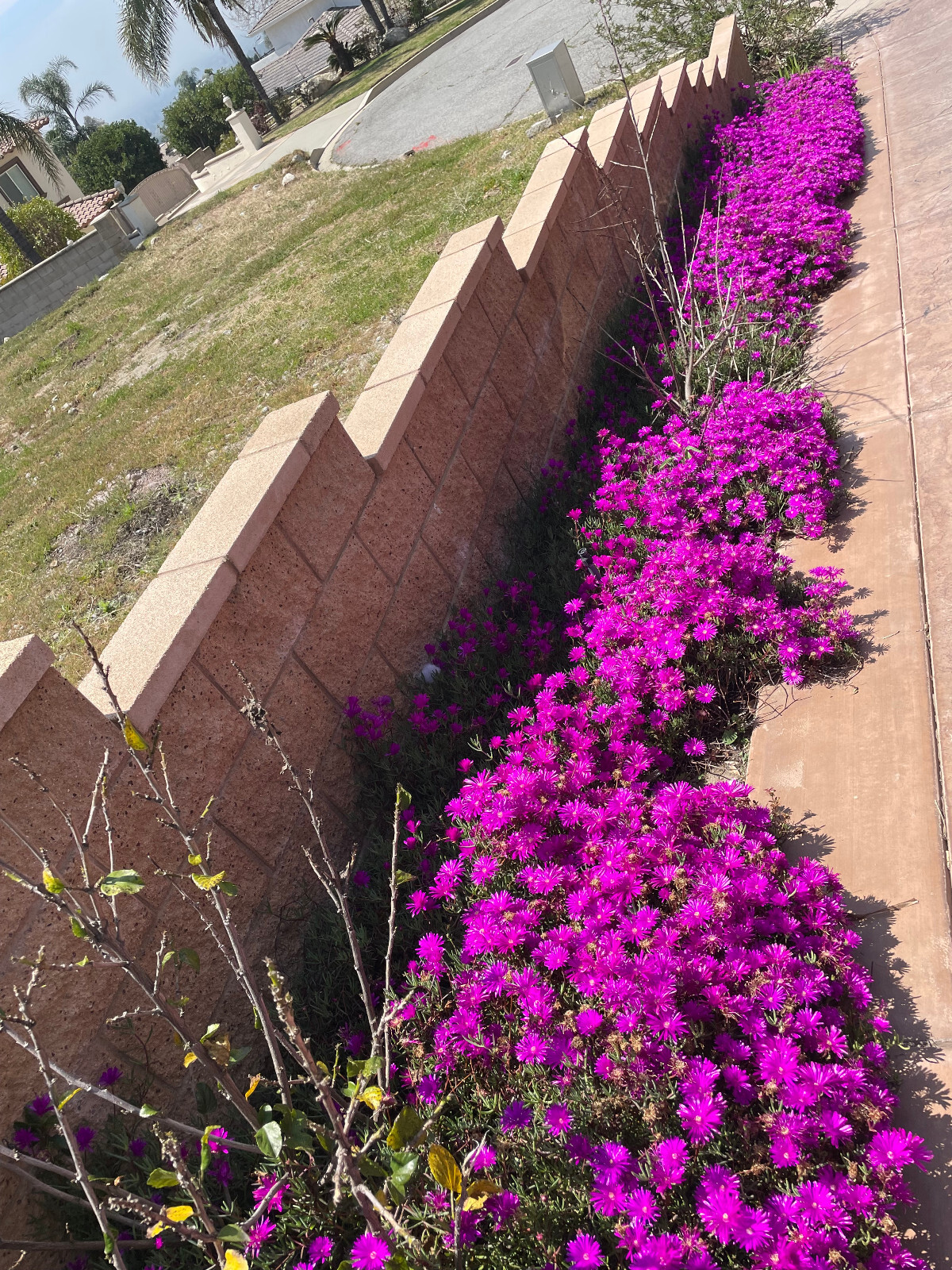 Multi Color DELOSPERMA ICE PLANT Flower cutting 10