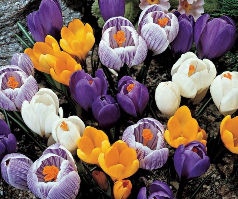Crocus Species Bulbs Mix ( 5 Bulbs) Perennial, Zones: 4-9