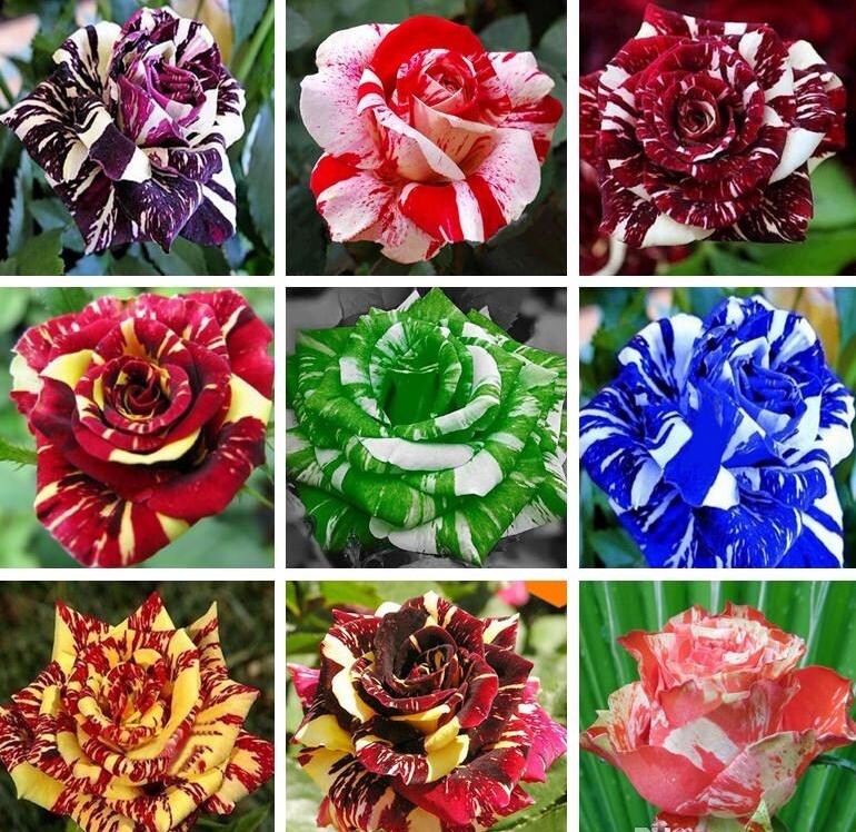20 SEEDS for MIXED COLORS Dragon striped ROSE swirl flower Bush Rare USA Seller