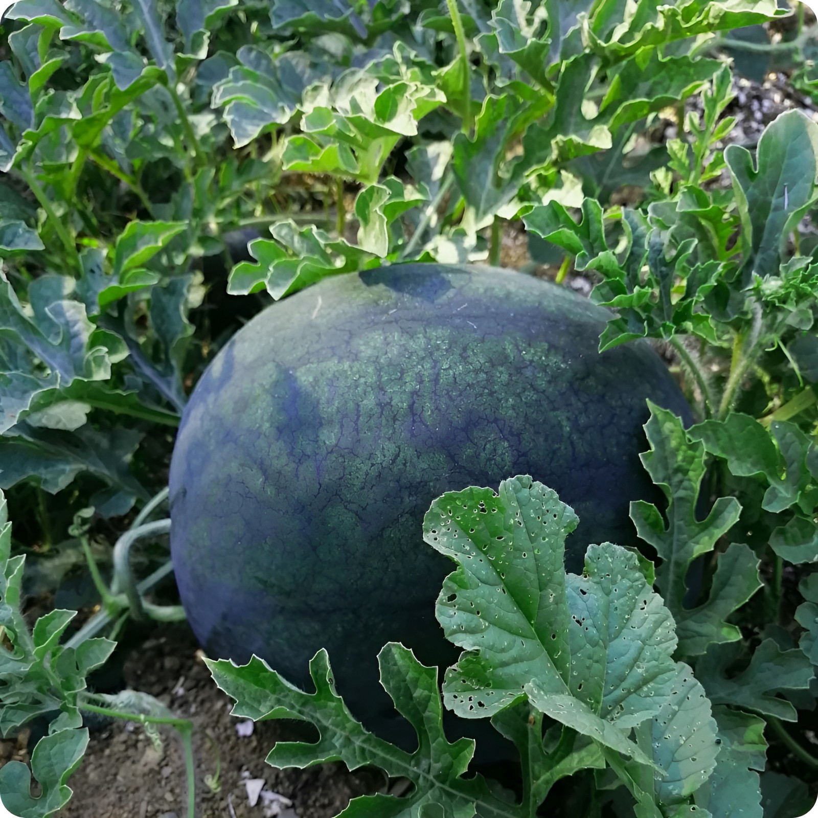 35 Organic Heirloom Giant Black Diamond Watermelon Seeds – Massive 50+ LB Melons