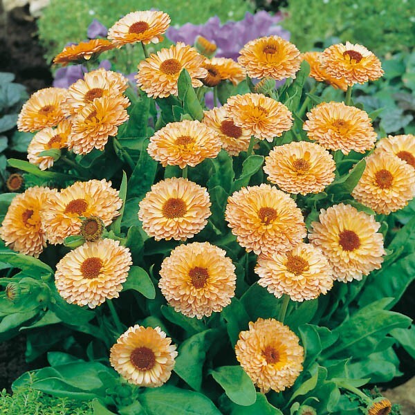 Pink Surprise Calendula Seeds | Non-GMO | Free Shipping | Seed Store | 1204