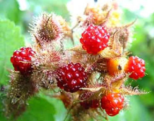 Wineberry ! Rubus phoenicolasius. Live plants, roots wrapped in wet, no leaves