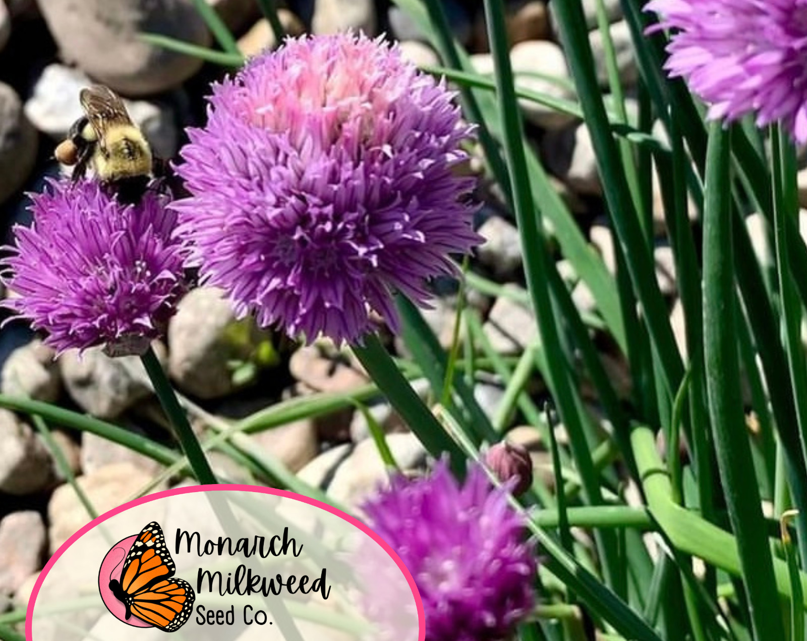 2250+ Common Chive Seeds | Edible Perennial Flowering Herb Plant Seeds Gardening