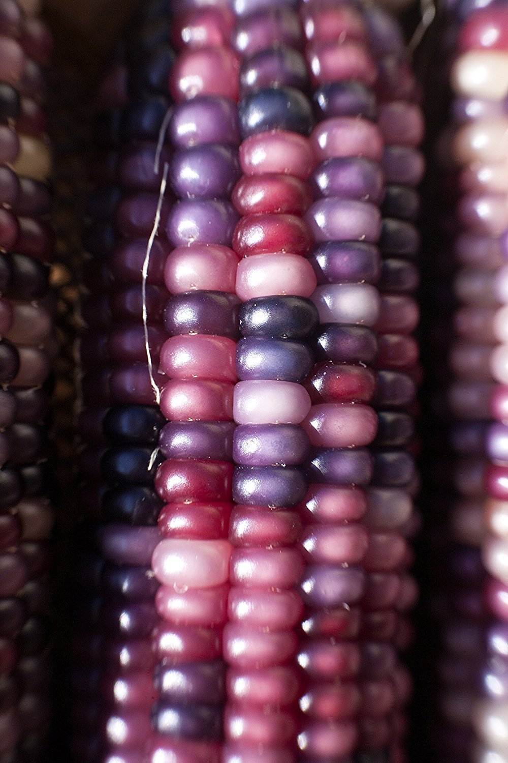 Amethyst Dream Purple Glass Gem Cherokee Indian Corn Heirloom Premium Seed Pack