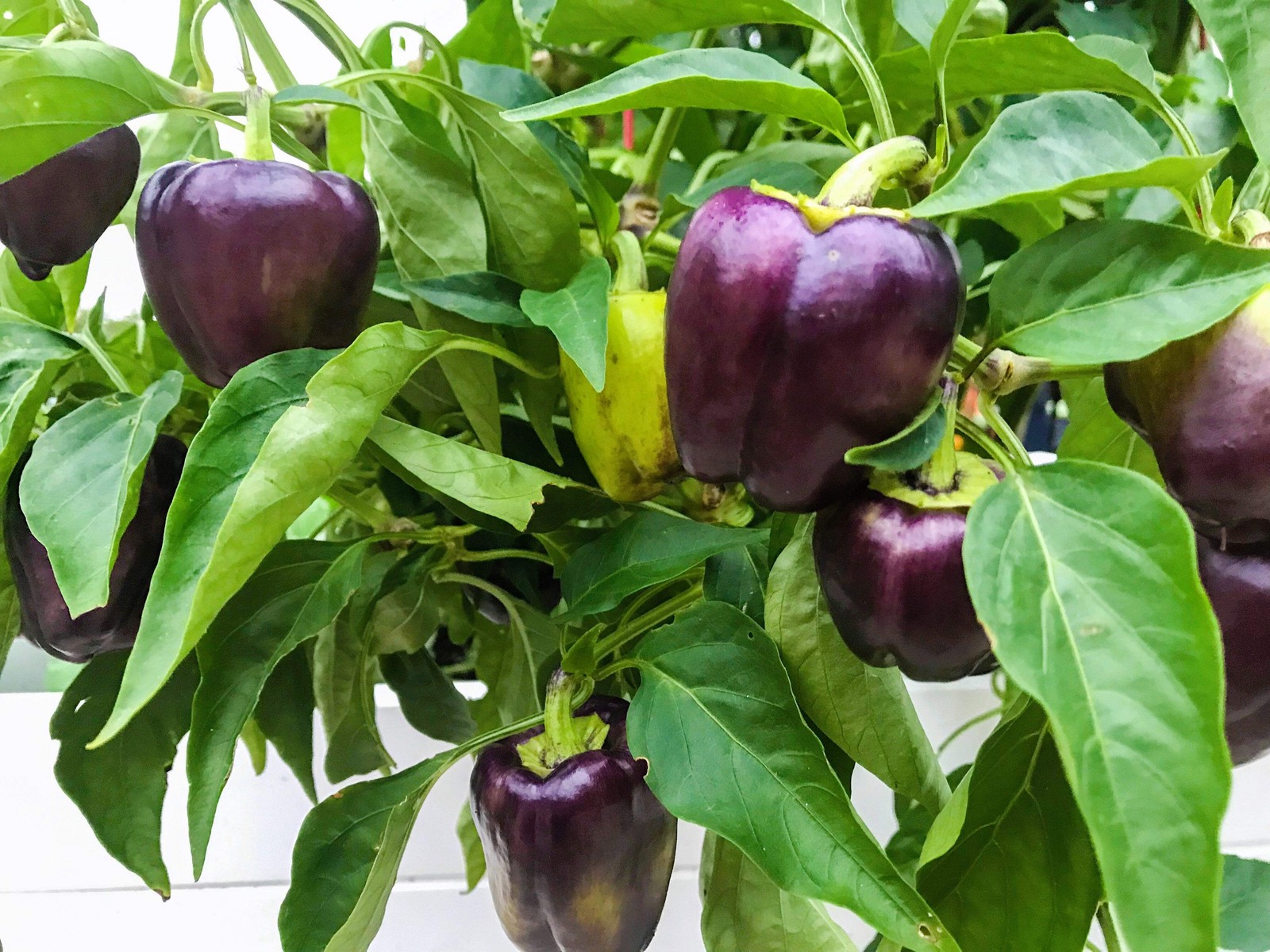 75 PURPLE BEAUTY PEPPER ( Sweet Mild Bell ) Capsicum Annuum Vegetable Seeds