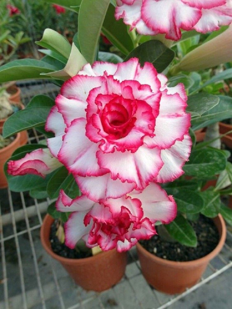 4 Double Red White Desert Rose Seeds Adenium Obesum Flower Perennial Seed 44
