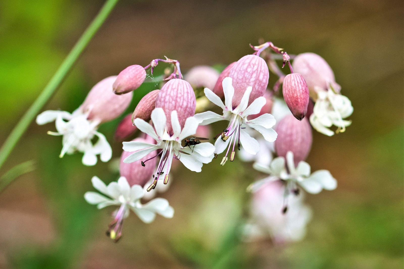 100 MAIDENSTEARS Silene Vulgaris Bladder Campion Pink & White Flower Seeds