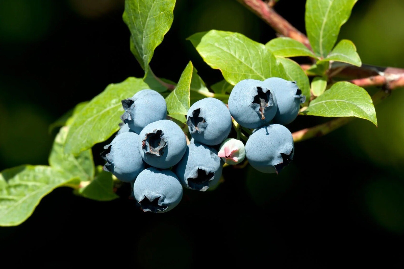 50 BLUEBERRY BUSH SEEDS FREE USA SHIPPING