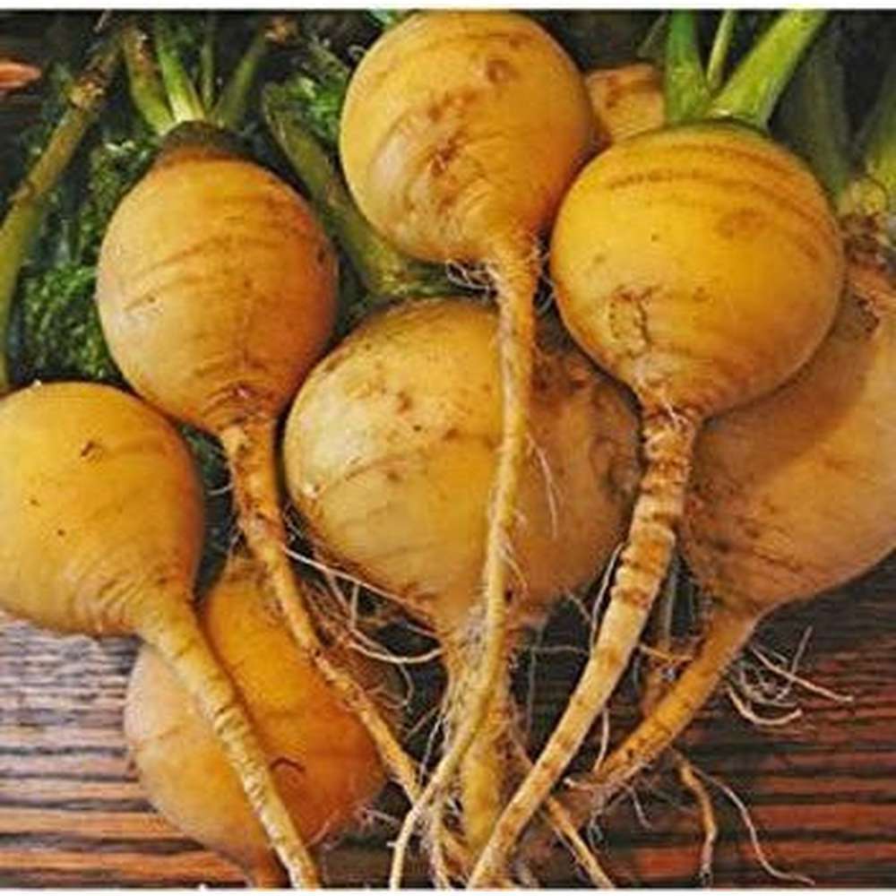 Golden Globe Turnip Seeds, NON-GMO, Variety Size Packets, FREE SHIPPING