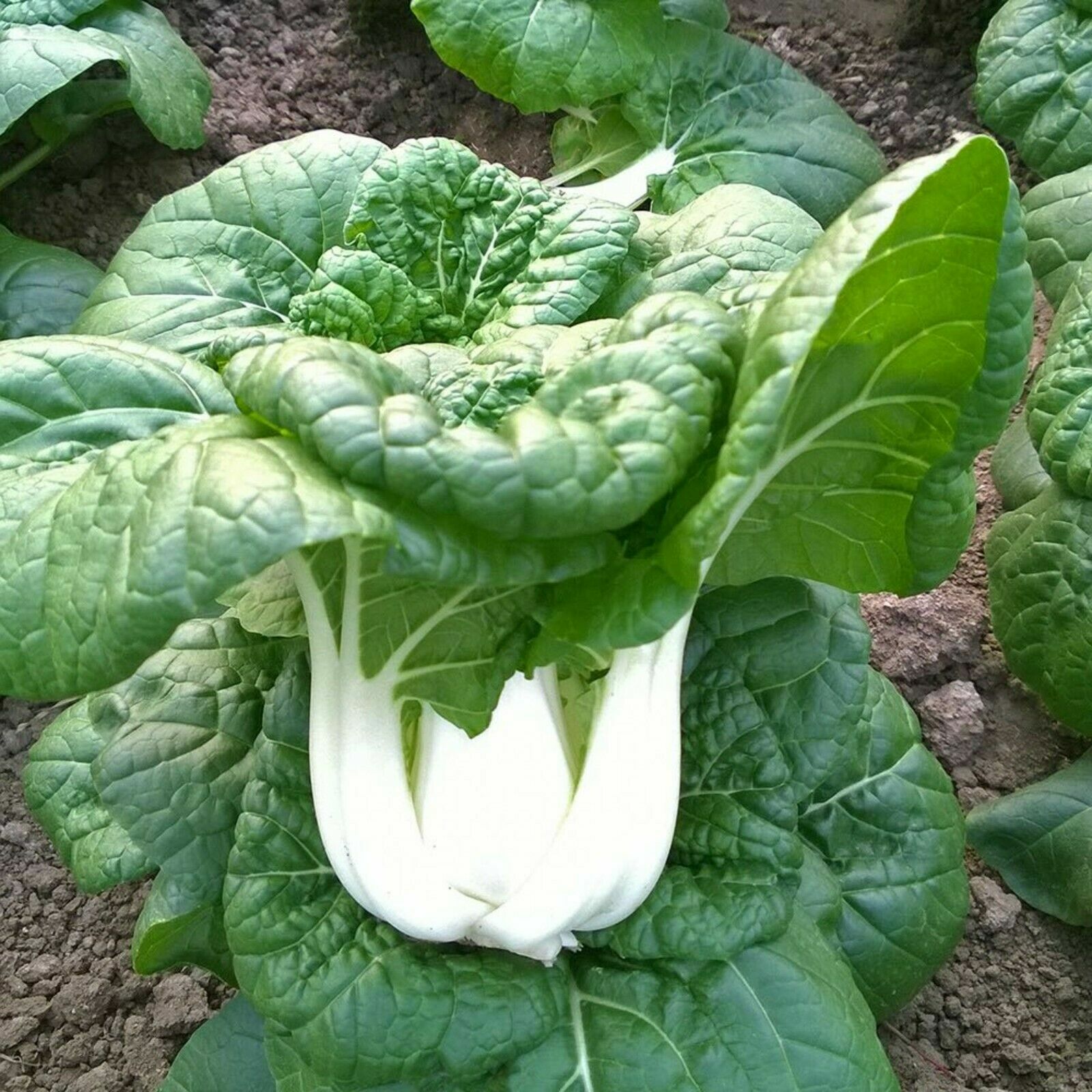 200+Canton pak choi seeds Chinese Cabbage BokChoy Napa Cabbage Siu Bok Choy USA