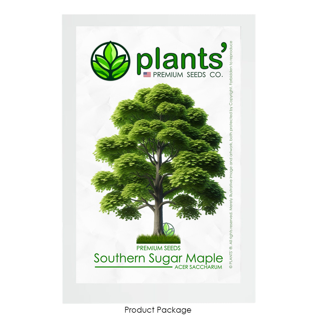 Southern Sugar Maple Tree | Premium Seeds | Acer saccharum ‘Summer’ | Plants’®