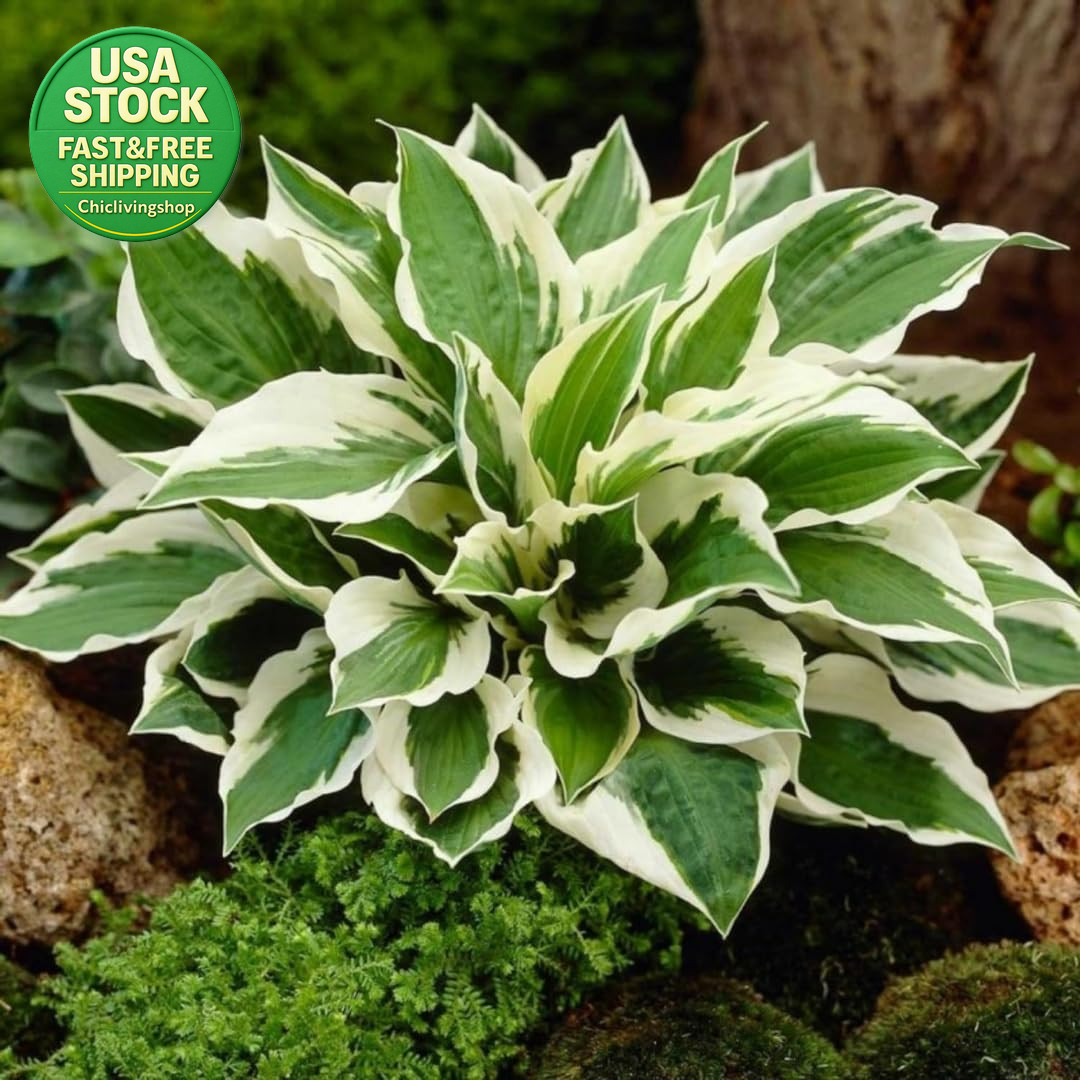 Hosta Seeds 99 Pieces Perennial Shade Garden Plants Low Maintenance Indoor