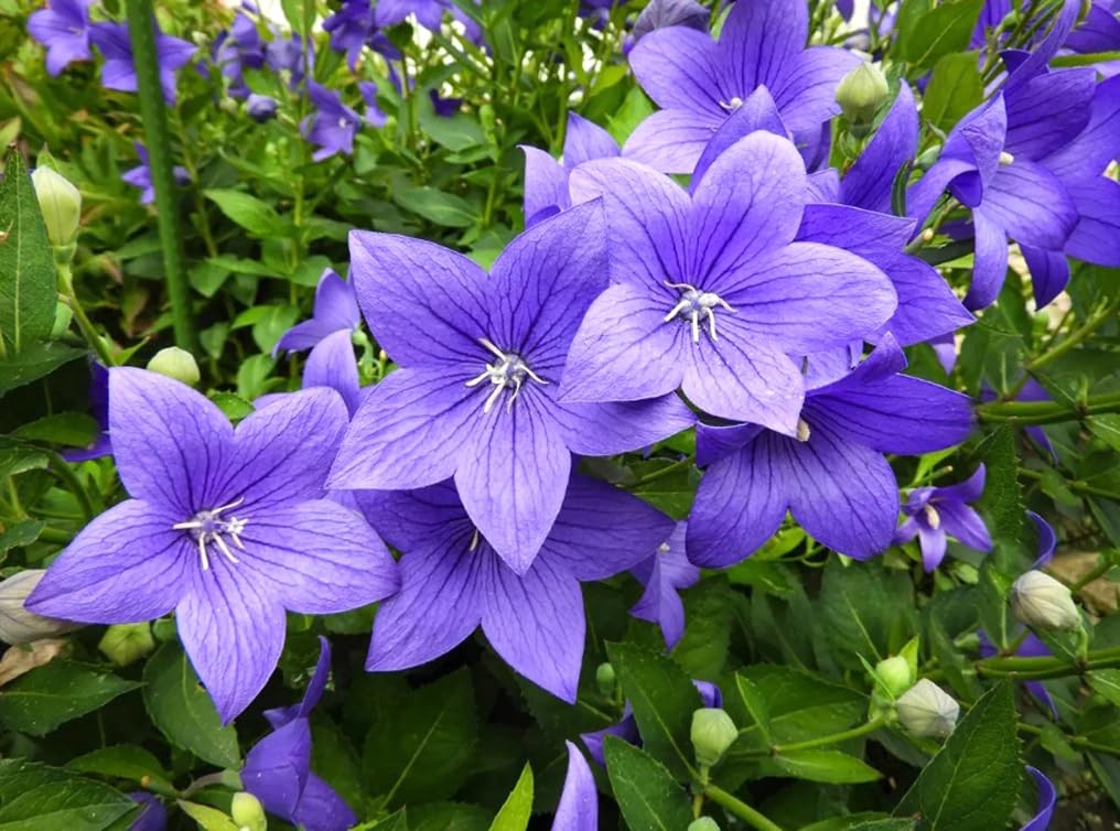 50PCS Balloon Flower Platycodon Grandiflorus Seeds Non-GMO Flower Seeds