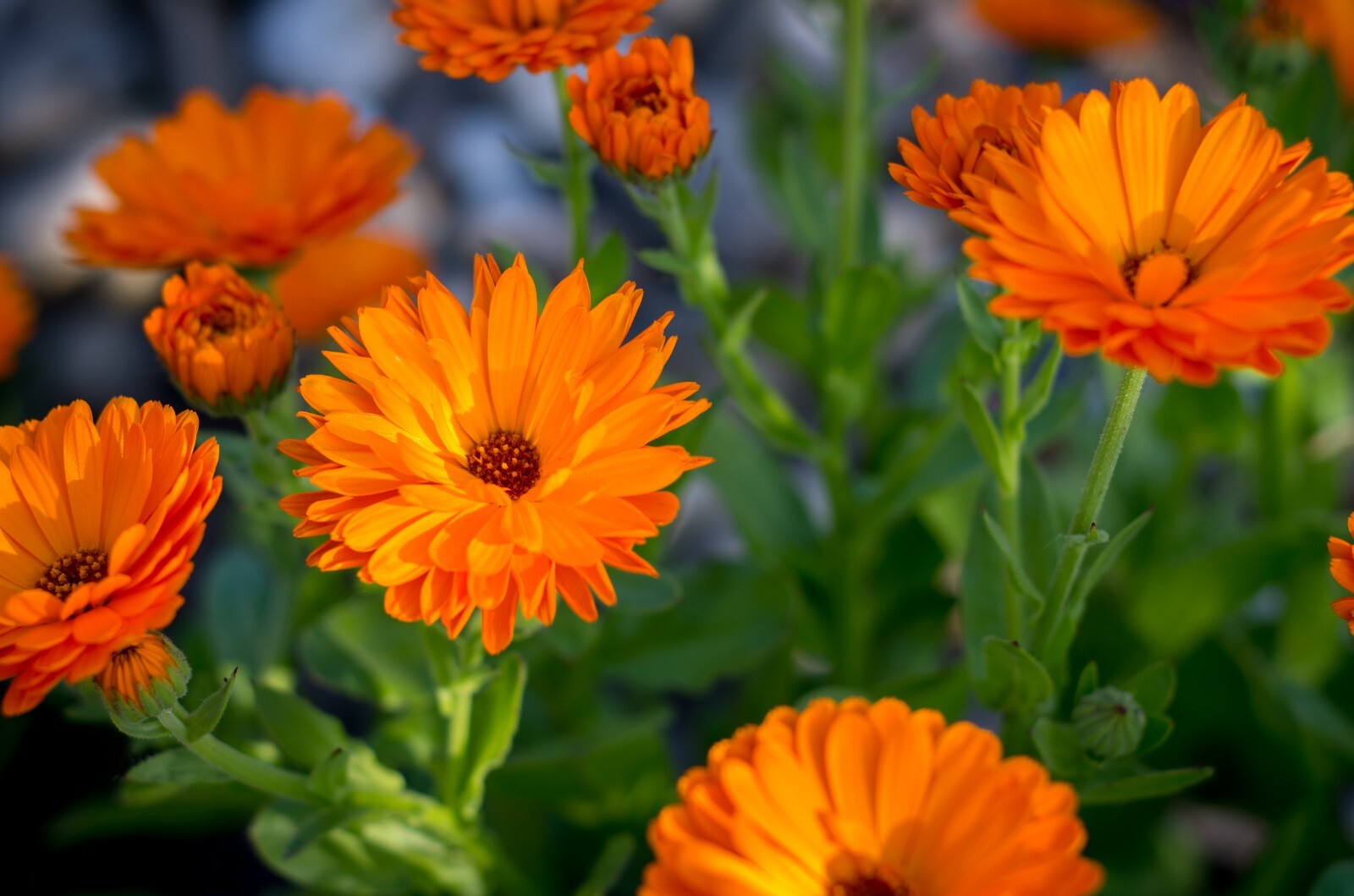 150+ Calendula Garden Flower Seeds