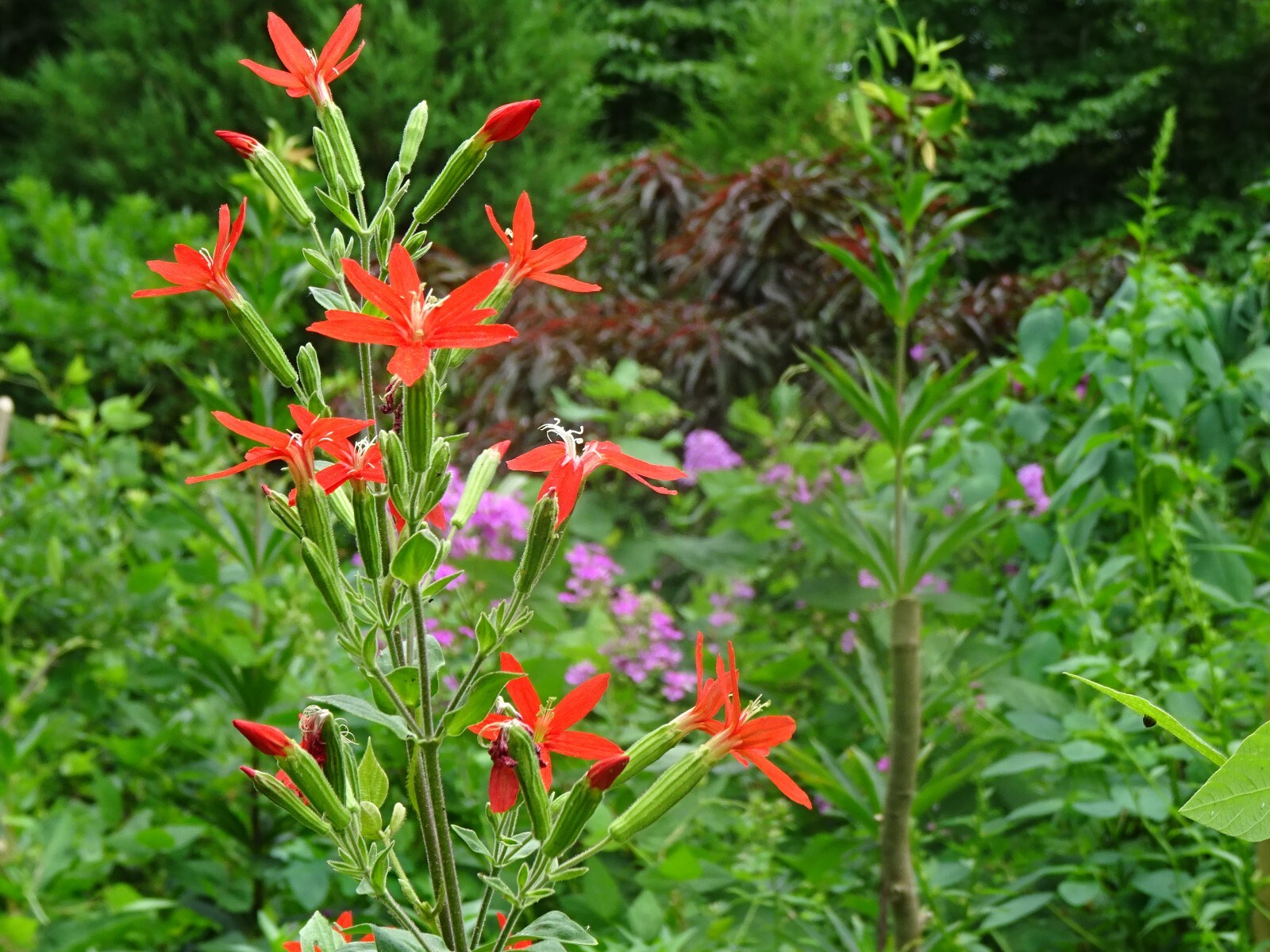 Royal catchfly Silene regia Native Perennial 20 seeds from 2024 for Hummingbirds