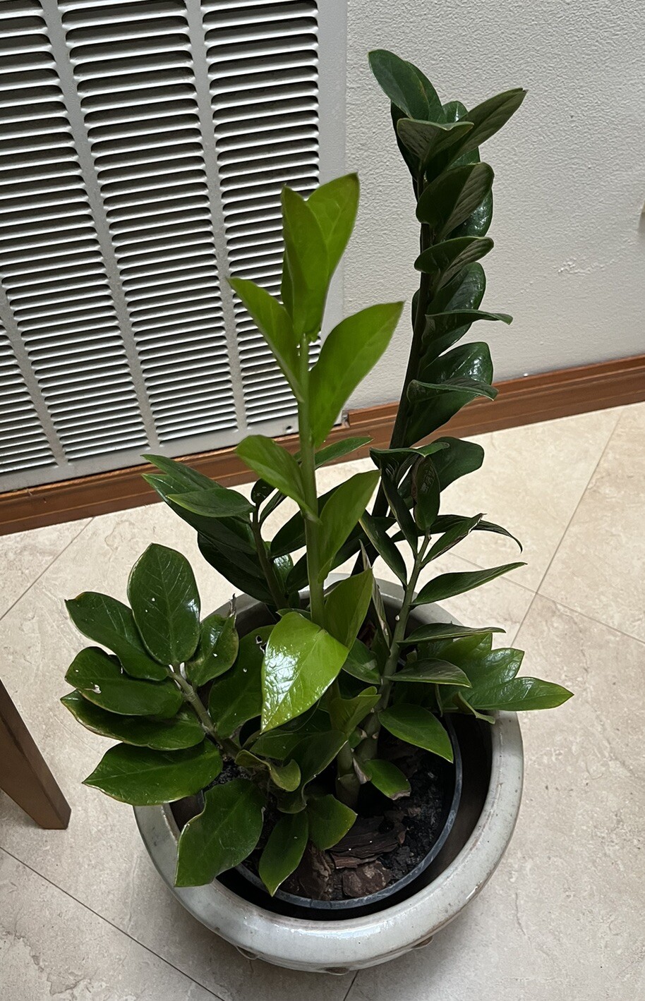 Zamioculcas Zamiifolia 2 Plants in 6″Pots Indoor Zz Plant. Home or Office Décor