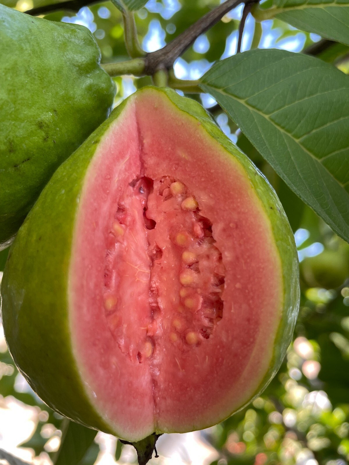 1 Sweet Ruby Supreme Big Fruit Guava Starter Tree, Psidium guajava Tree App 50″