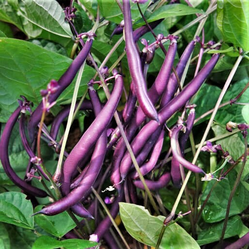 Royal Burgundy Bean Seeds | NON GMO Heirloom Purple Green Beans Vegetable 2024