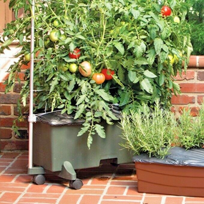 25+Patio BUSH TOMATO Seeds Organic Compact 36″ Plant Vegetable Garden Container