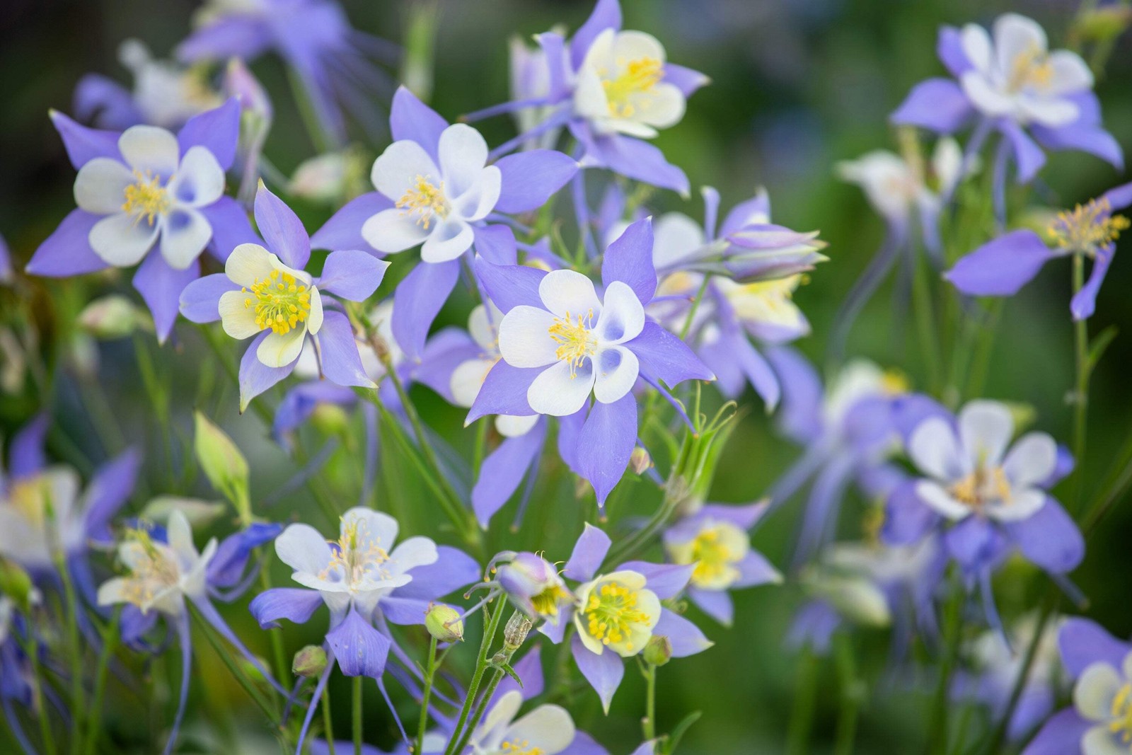 50 Mixed Colors MCKANAS GIANT COLUMBINE Aquilegia Vulgaris Flower Seeds