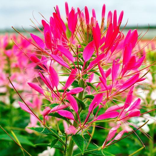 Cleome CHERRY QUEEN Spider Plant Attracts Butterflies Bees + Non-GMO 200 Seeds