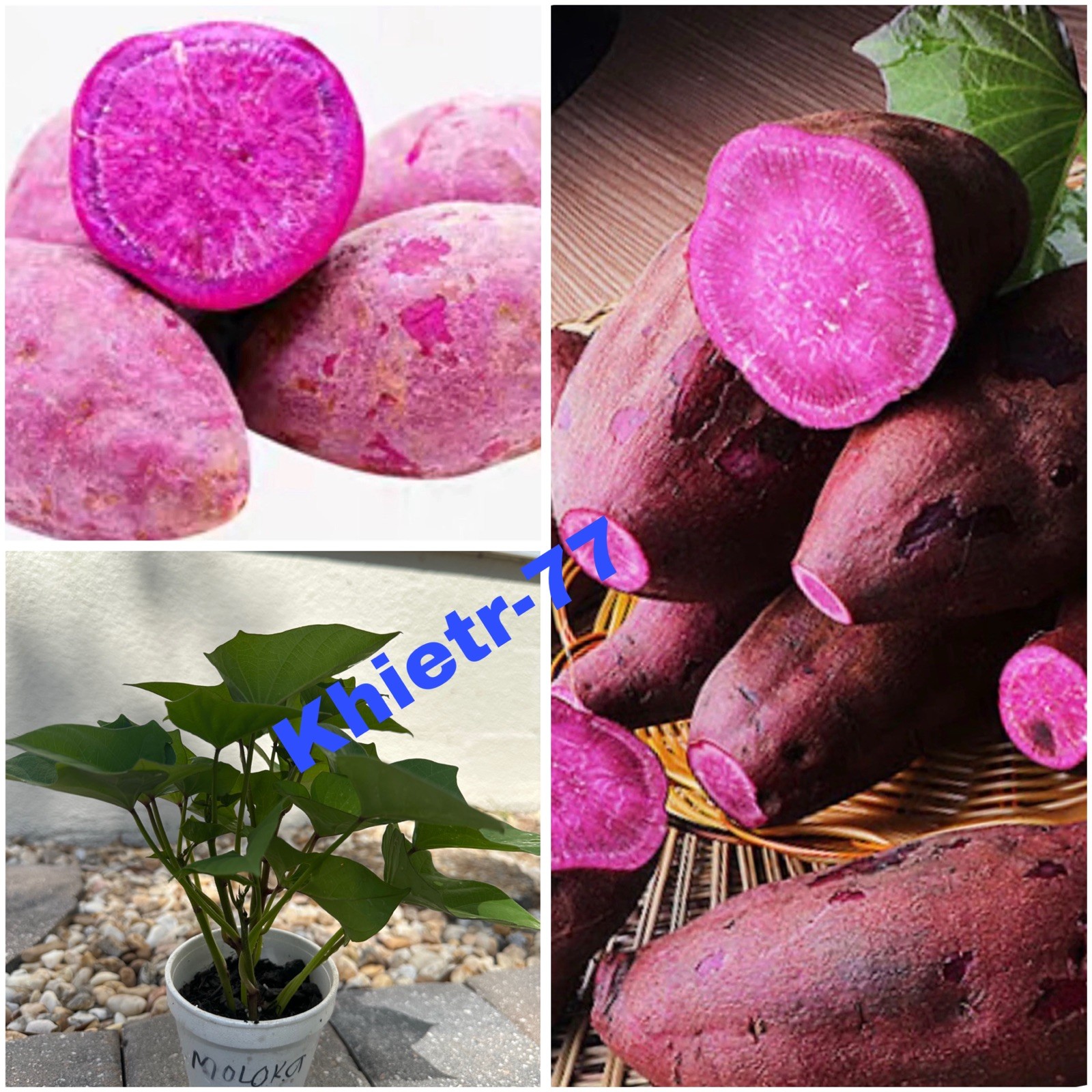 5 RootedPurple Molokai Sweet Potato Plant In a Cup Molokai Sweet Potato Plant