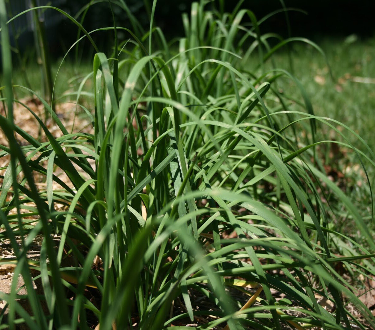 250+Garlic Chives seeds(Allium tuberosum) Chinese Chives vegetable Jiu Cai USA