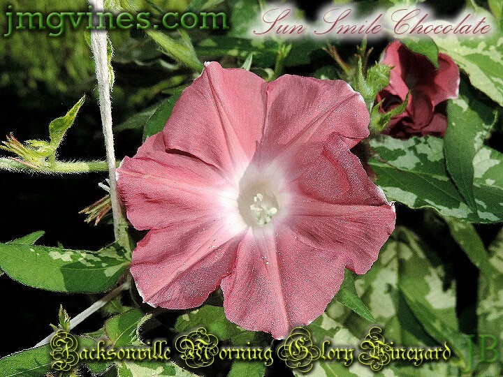 Sun Smile Chocolate Japanese Morning Glory 6 Seeds