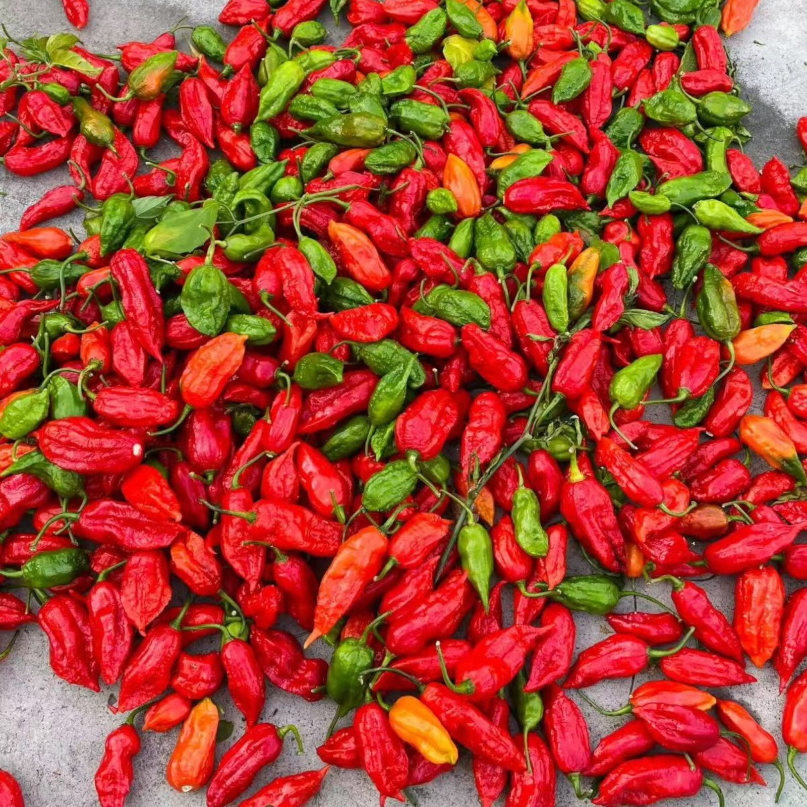 50pcs Ghost Pepper Seeds – Non-GMO Heirloom Chili Super Hot Peppers for Gardens