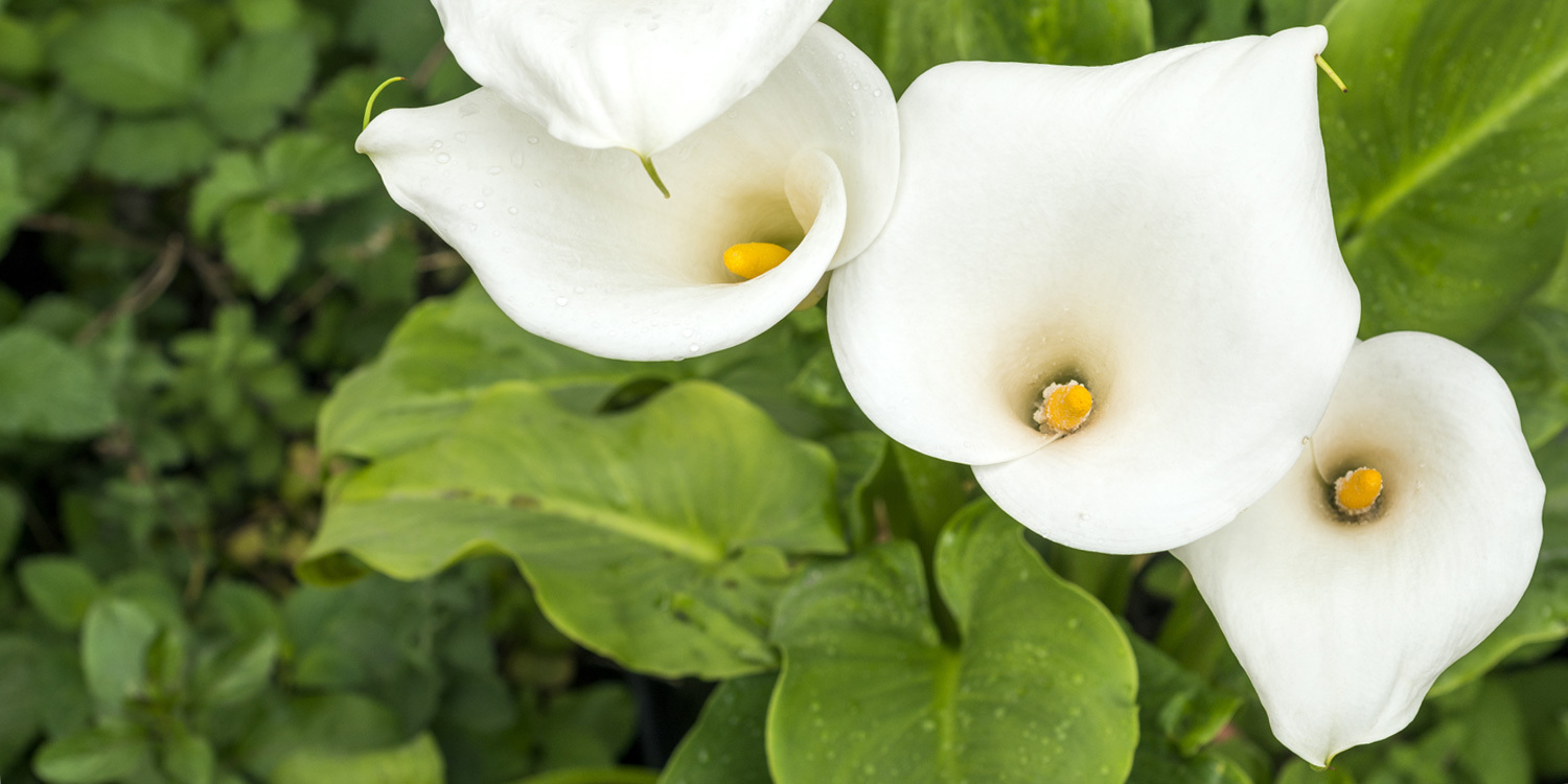 20 Mixed Calla Lily Bulbs!