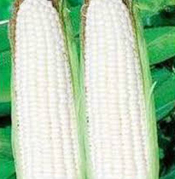 Corn Seed Garden Collection, Non GMO, Heirloom Seeds, 6 Top Varieties