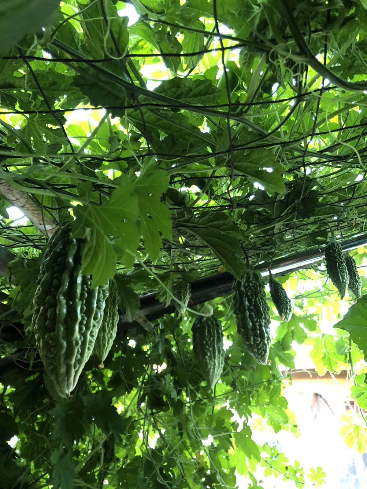 20 Pcs BitterMelon Seeds Fresh Harvested Ready To Plant U.S. Seller