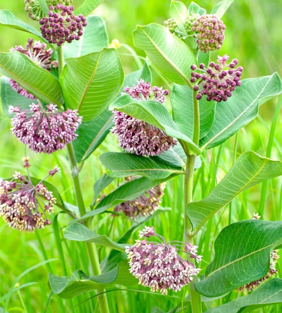 Common Milkweed ‘Asclepias syrica’ Live Plant In Growth Stage