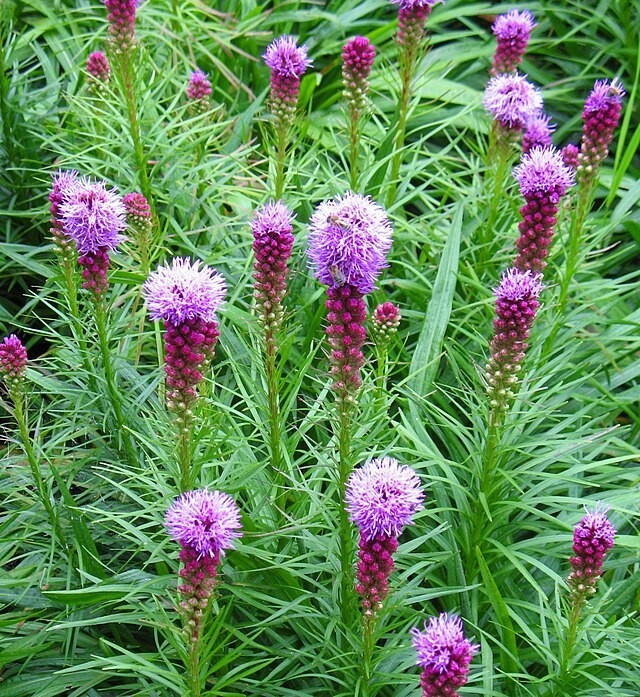 Liatris spicata | Blazing Star | 10 Seeds