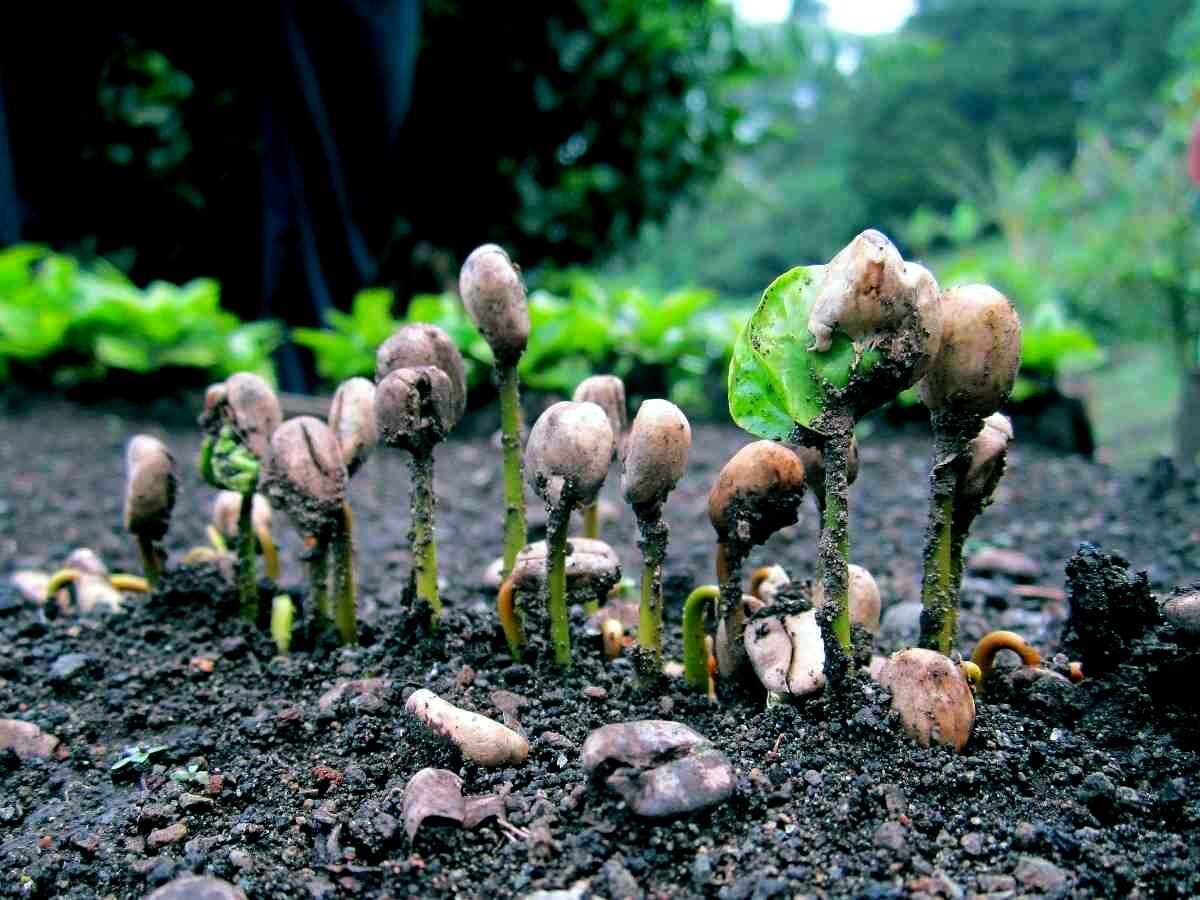 10 Coffea arabica Seeds Tropical EXOTIC Coffee Bean Indoor House Plant Tree RARE