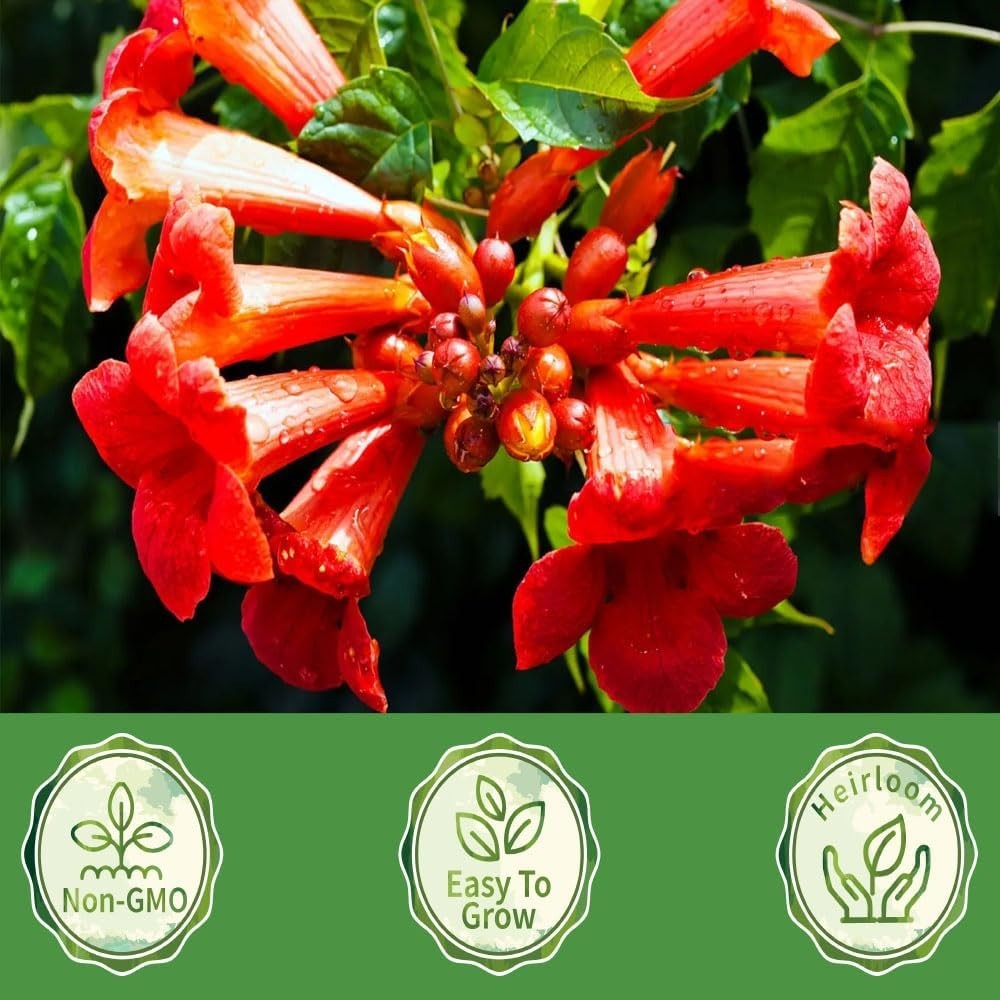 100/300+Hummingbird Trumpet Vine Plant Seeds-Trumpet Creeper Seeds Non-GMO