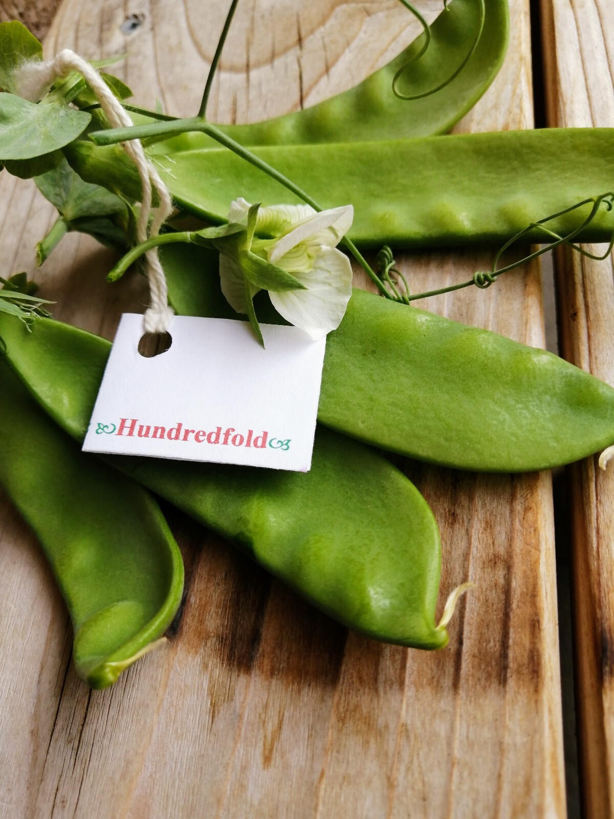 Oregon Giant Snow Pea 50 Vegetable Seeds Pisum sativum Sweet & Crisp Pods, Salad
