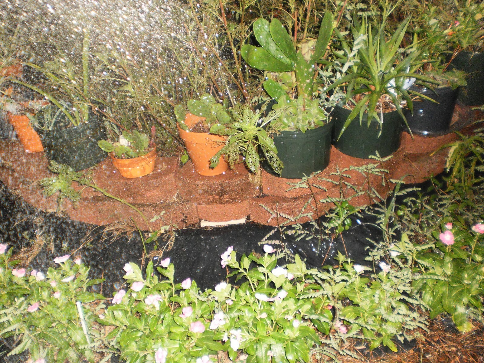 Vinca Flower Plants, 5 + 5 good size plants, Bare Roots, mixed colors, July 2020