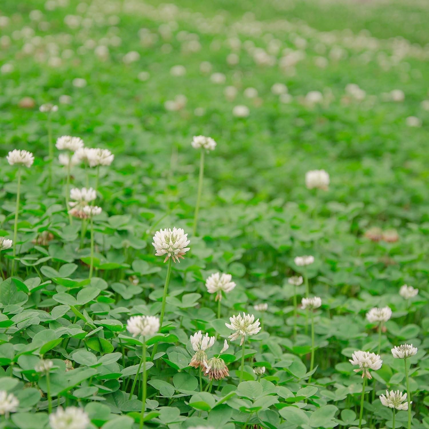 Perennial White Dutch Clover Seed – 1/4 lbs. Nitrocoated, Inoculated Clover S…