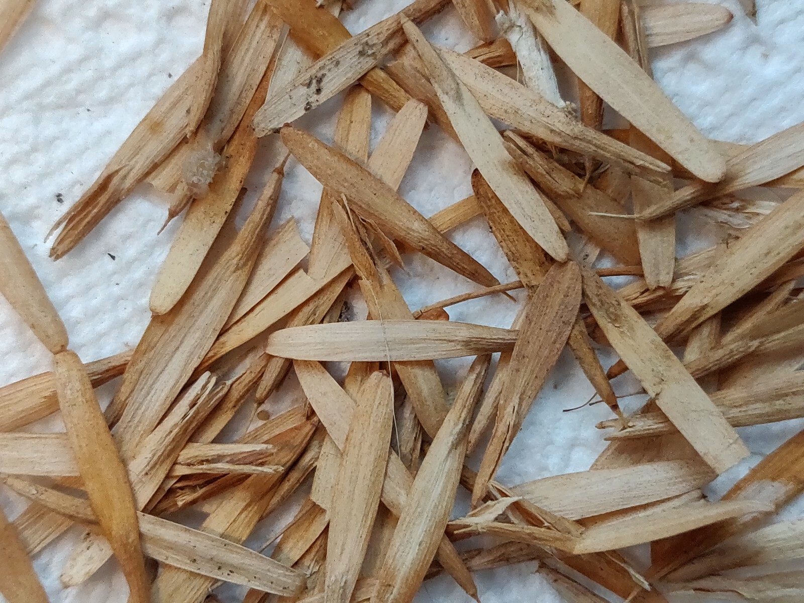 100 ASH TREE SEEDS FOR SHADE-SEMILLAS DE ARBOL DE FRESNO PARA SOMBRA Y MADERA