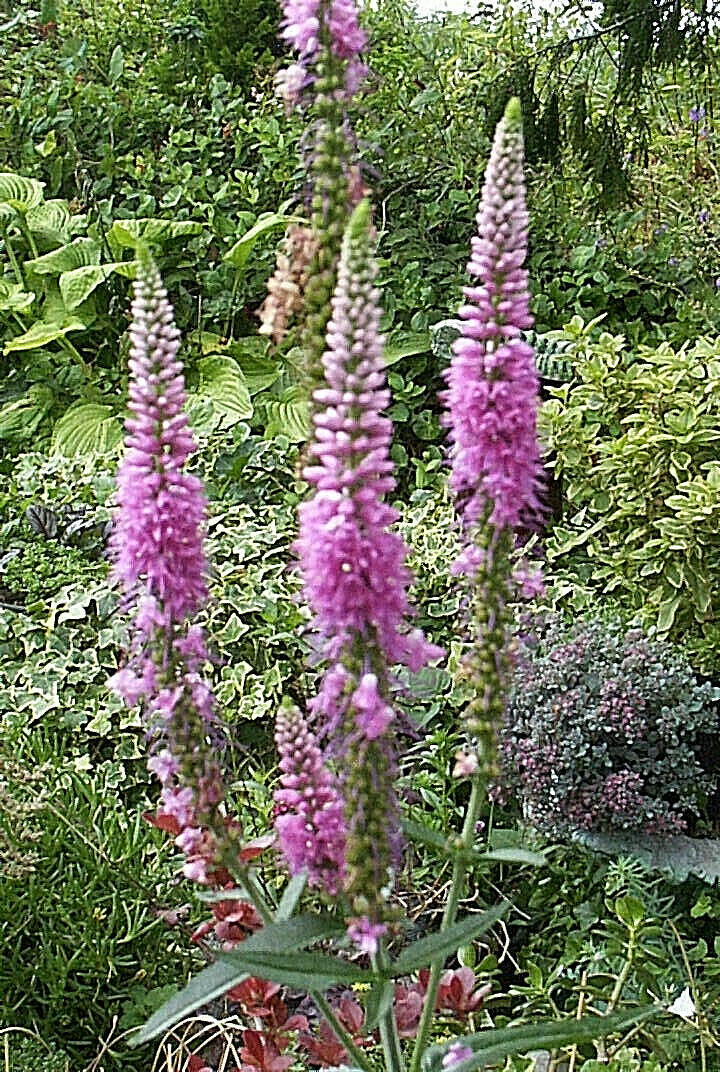 PINK VERONICA LONGIFOLIA, 101 SEEDS, LONG LEAF SPEEDWELL, HARDY *USA seller**