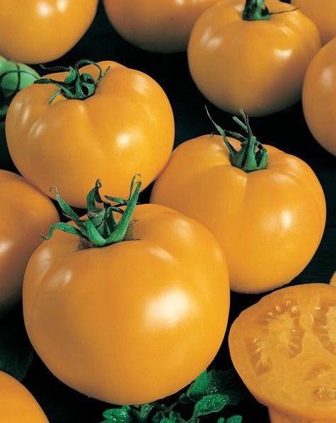 Sunny Boy Tomato: 15 Seeds