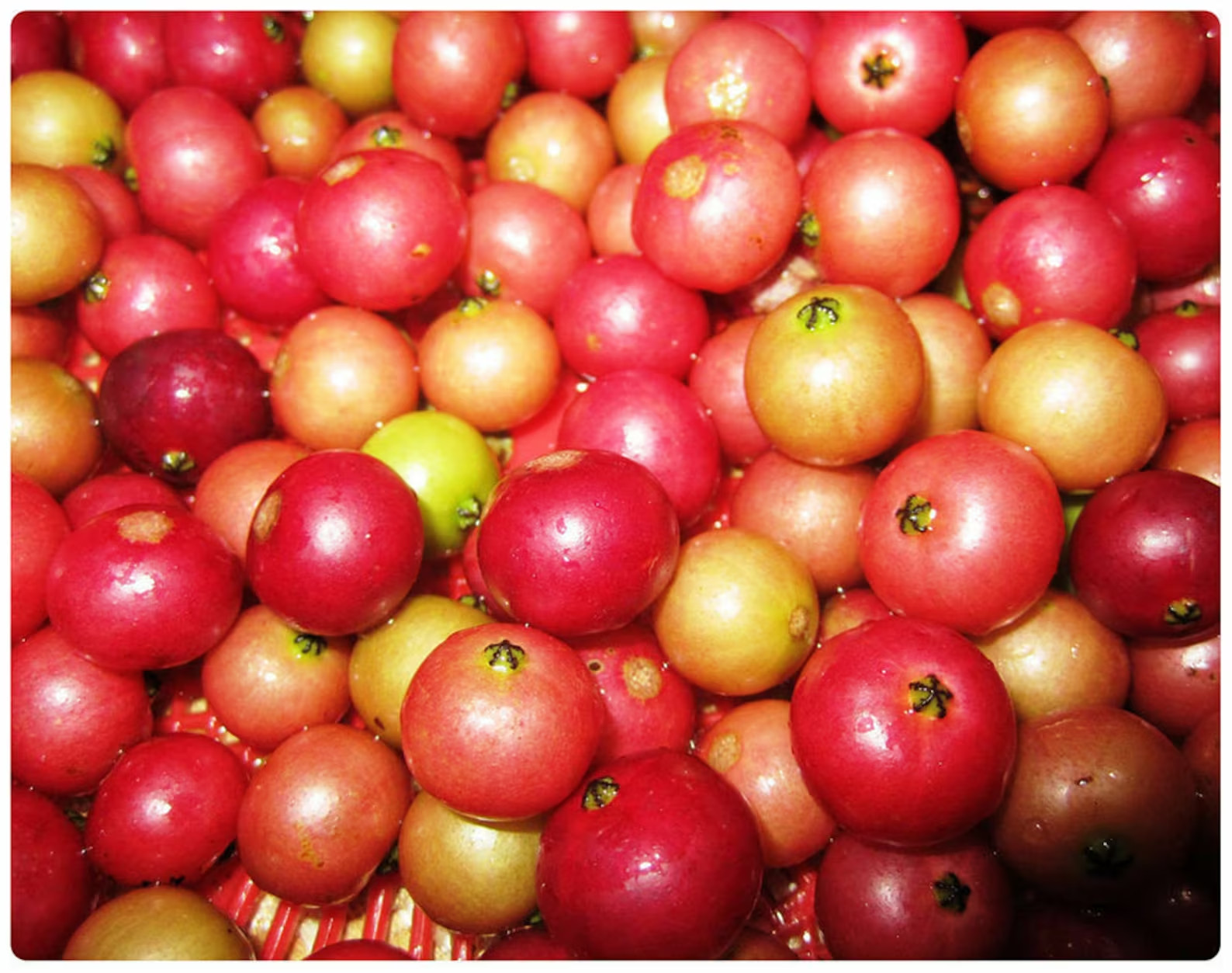 Jamaican Cherry aka Strawberry Tree Muntingia calabura ~ Rooted Starter Plant