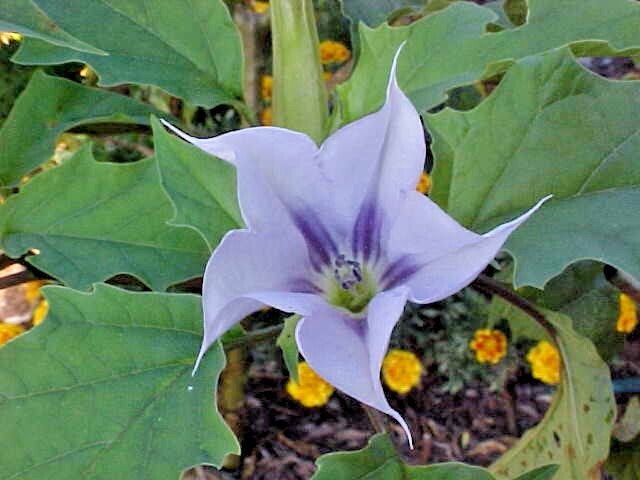 (50+) Datura Stramonium Jimsonweed Moon Lily Flower Seeds