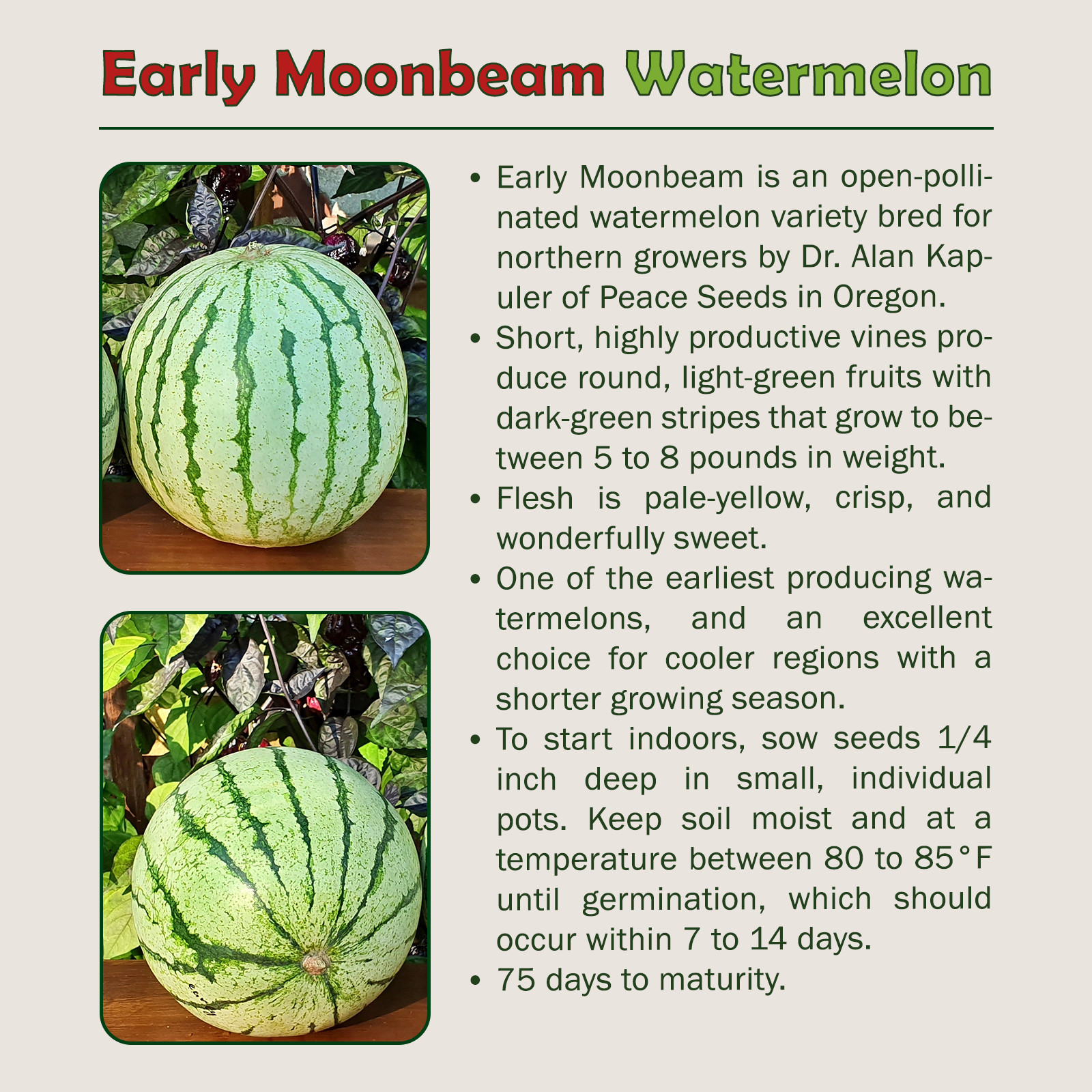 10 Organic Early Moonbeam Watermelon Seeds, Heirloom, Non-GMO, Genuine USA