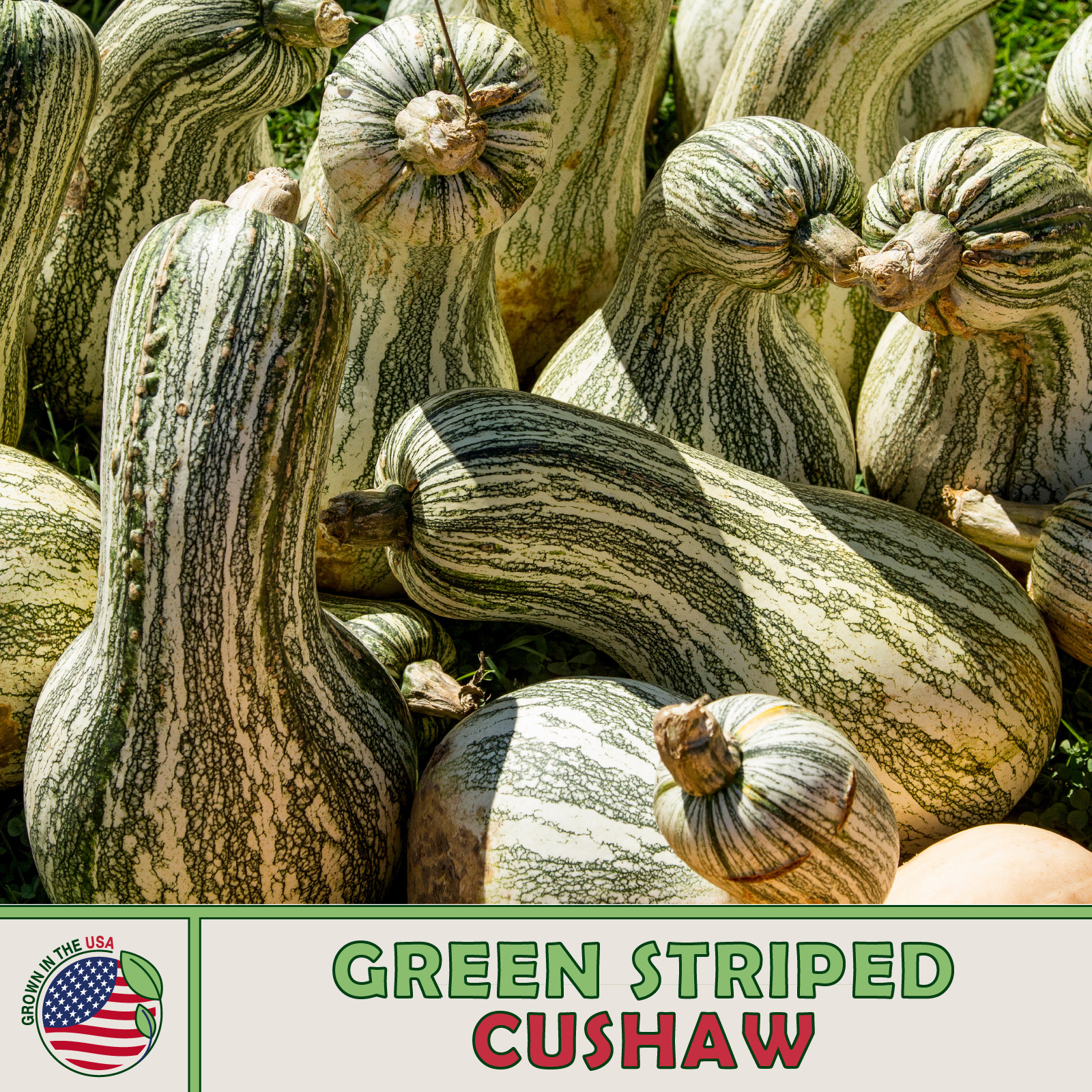 10 Green Striped Cushaw Pumpkin / Squash Seeds, Heirloom, Non-GMO, Genuine USA