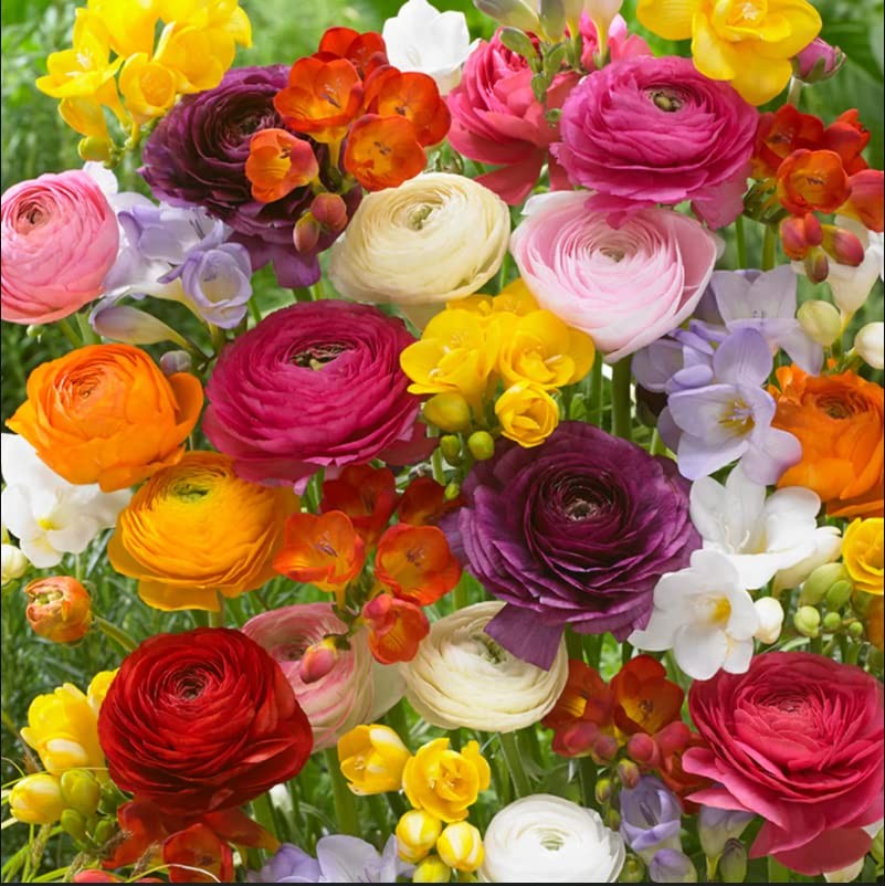 Grand Freesia & Ranunculus Flower Bulbs – Set of 22 Ranunculus & Freesia Flow…