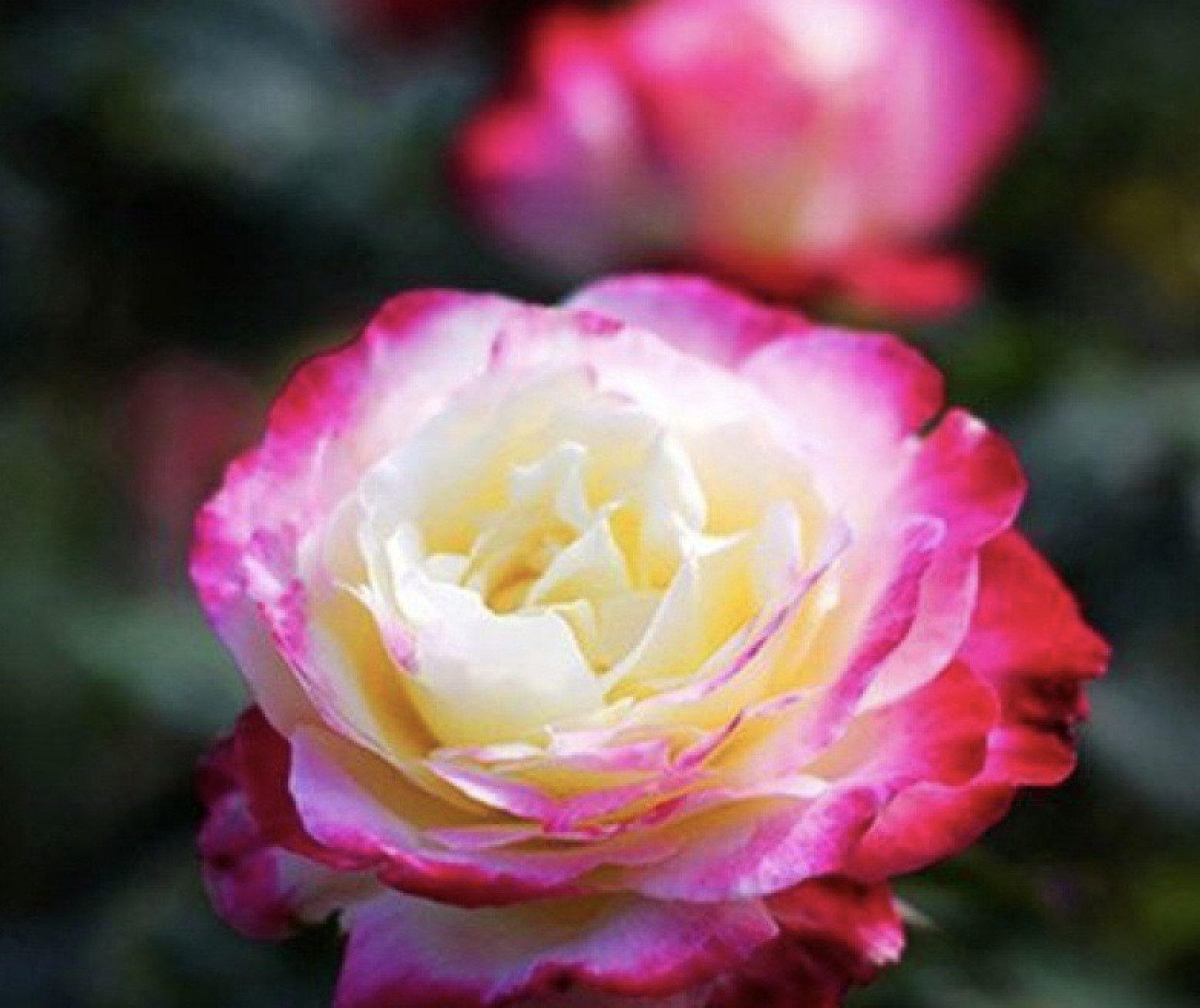 20 ROSE FLOWER SEEDS classic rare plant garden for stratification/germination