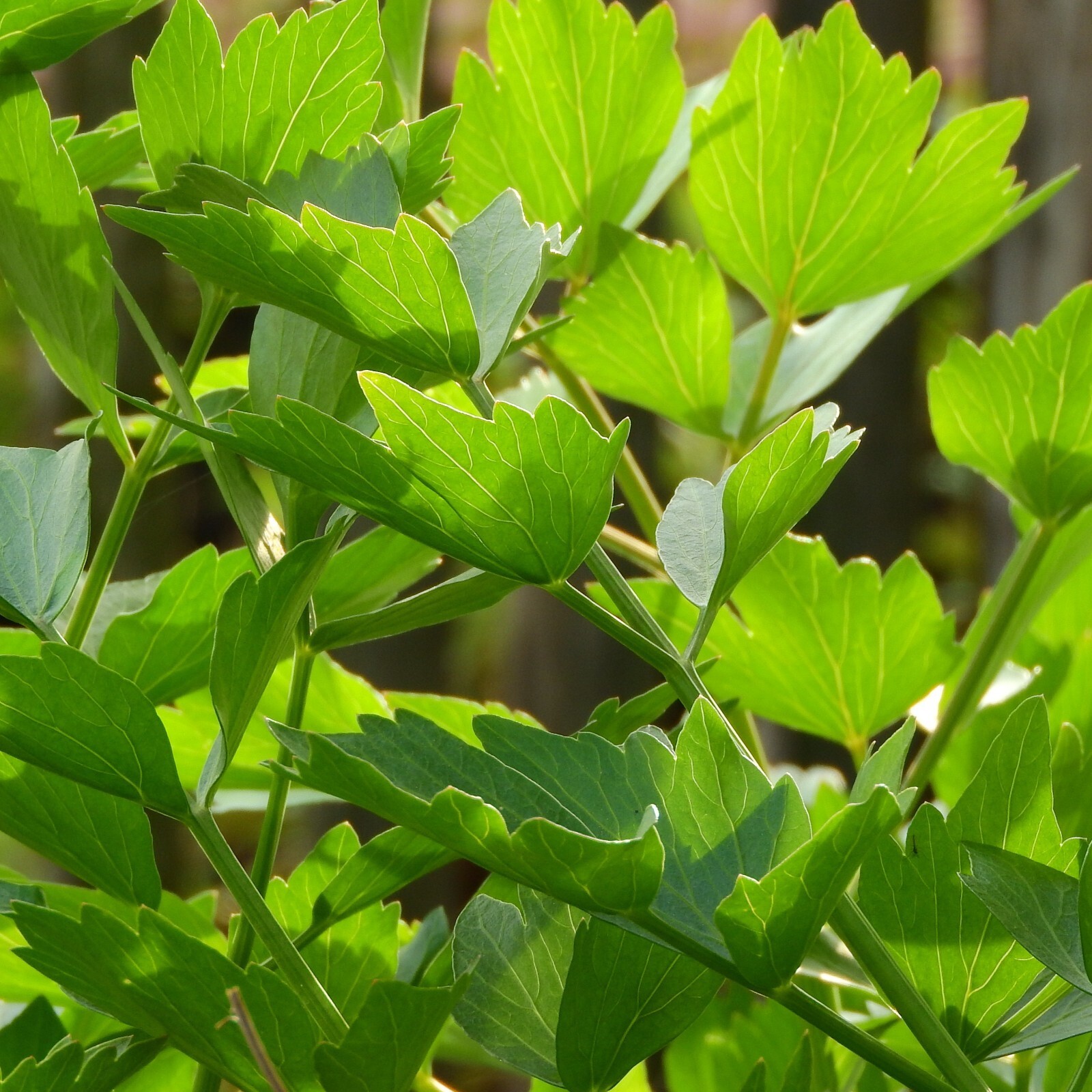 Lovage Seeds, Heirloom Perennial, Non-GMO, Culinary Herb, Free Shipping