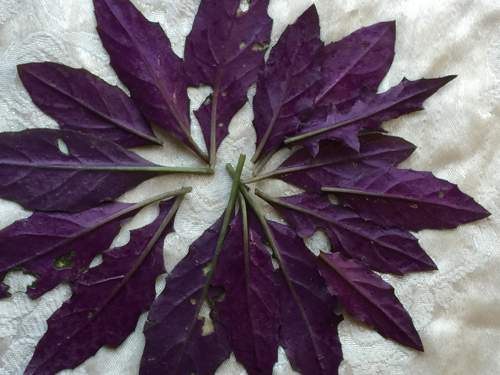 8 Okinawa Spinach, Handama, or Suizenjigusa, Gynura crepioides Cuttings